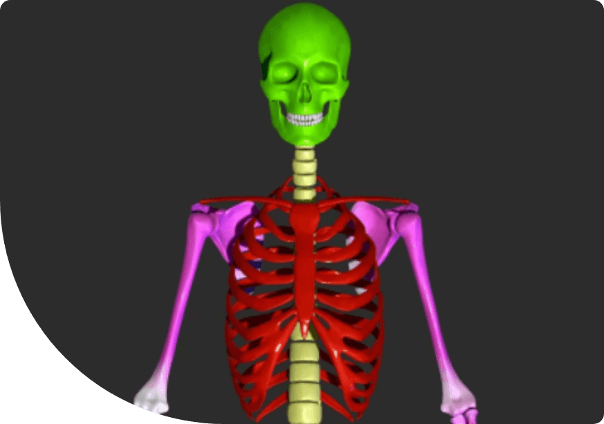 Upper Body Skeletal | Saddletown Radiology | NE Calgary | Radiology Clinic
