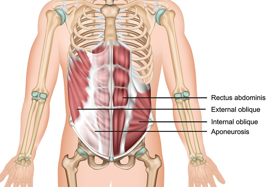 Abdominal Wall Ultrasound | Saddletown Radiology | NE Calgary | Radiology Clinic